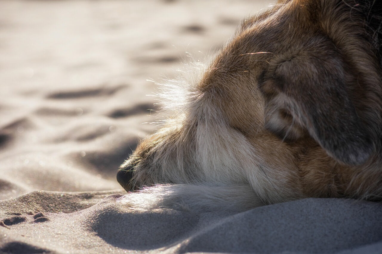 Beach Ready Grooming Tips