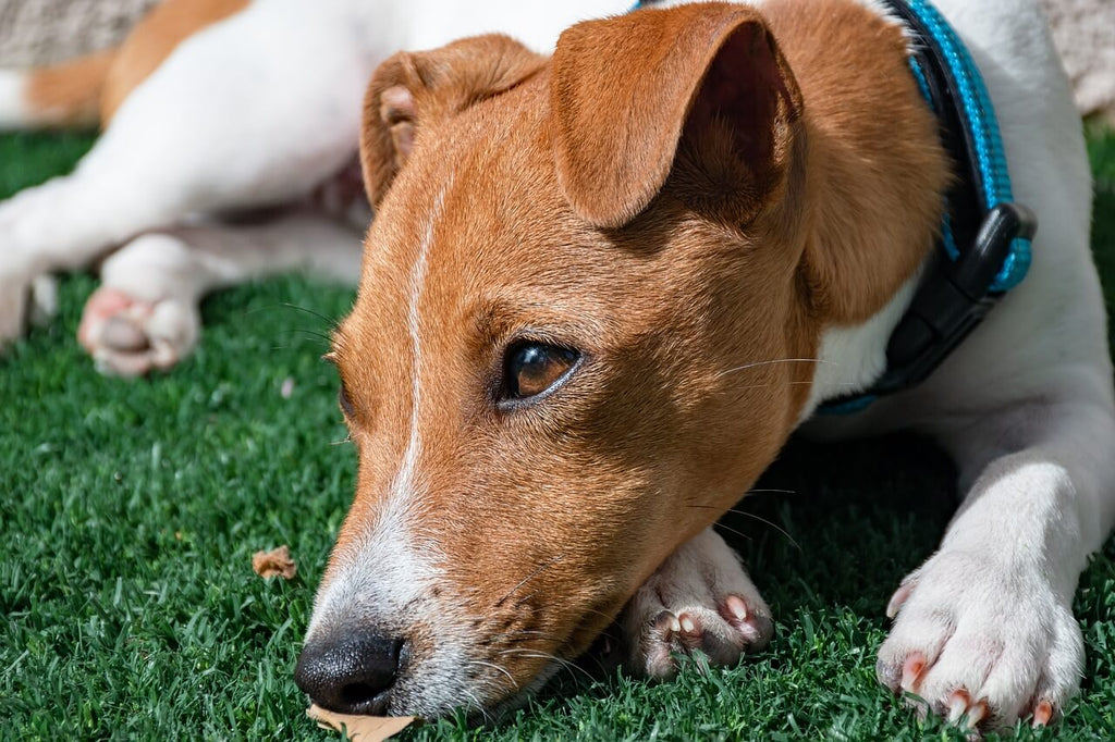 The Best Dog Grooming Services in Florida, Delray Beach