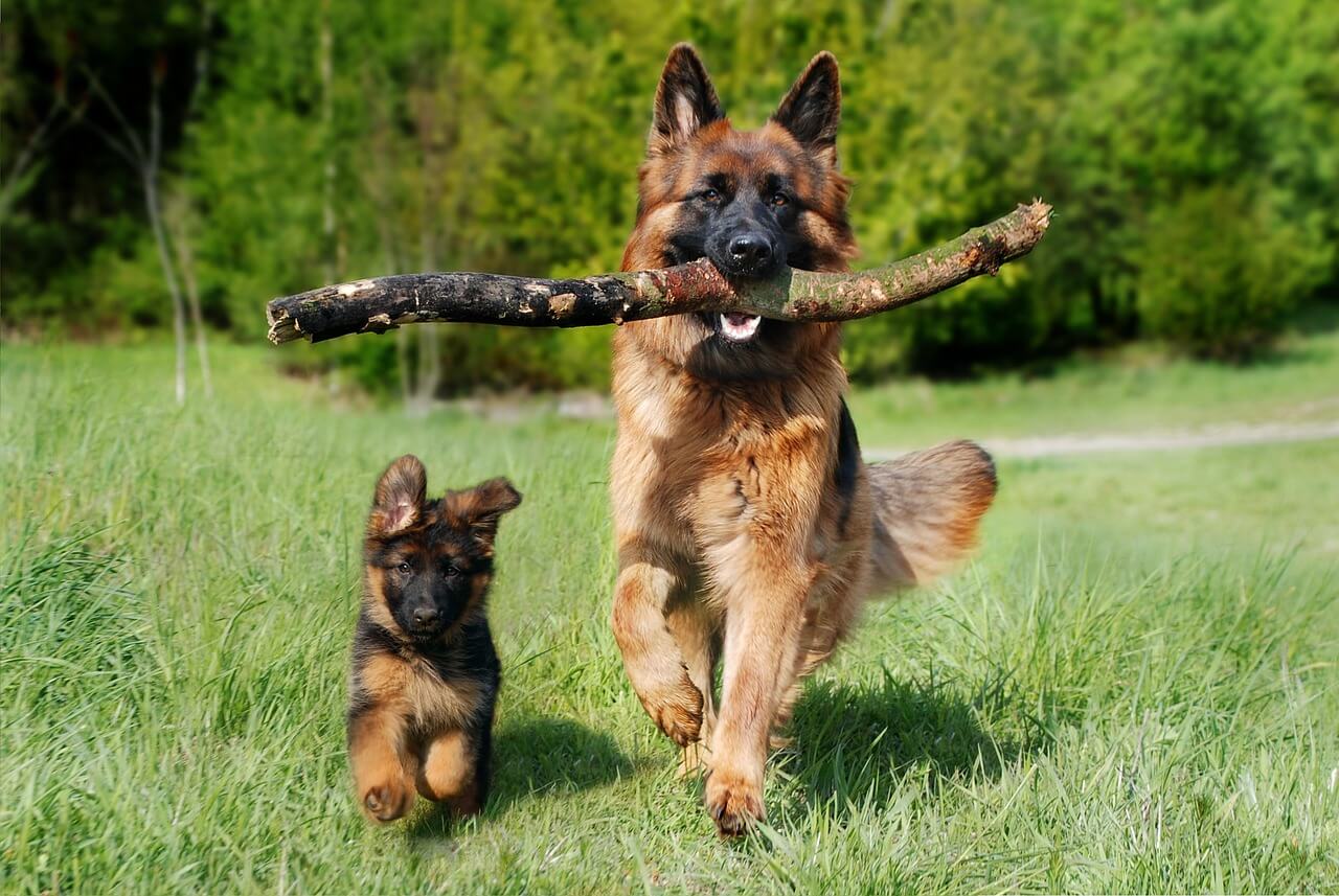 Detect Early Health Issues in Dogs