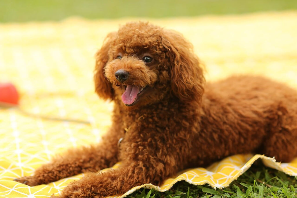 6 Questions to Ask Before Your Pet's First Groom at a Salon