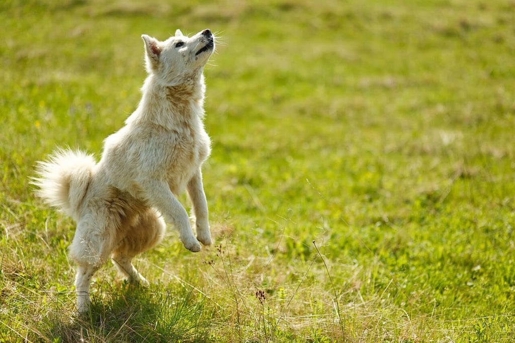 Common Grooming Mistakes Pet Owners Make and How to Avoid Them