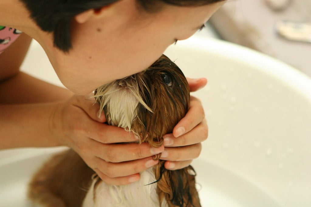 Puppy’s First Grooming: What to Expect and How to Prepare