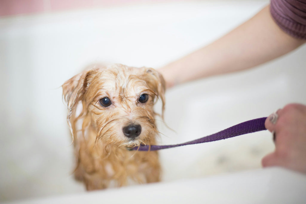 Dog Grooming Spring Tips: Keep Your Dog Fresh & Allergy-free