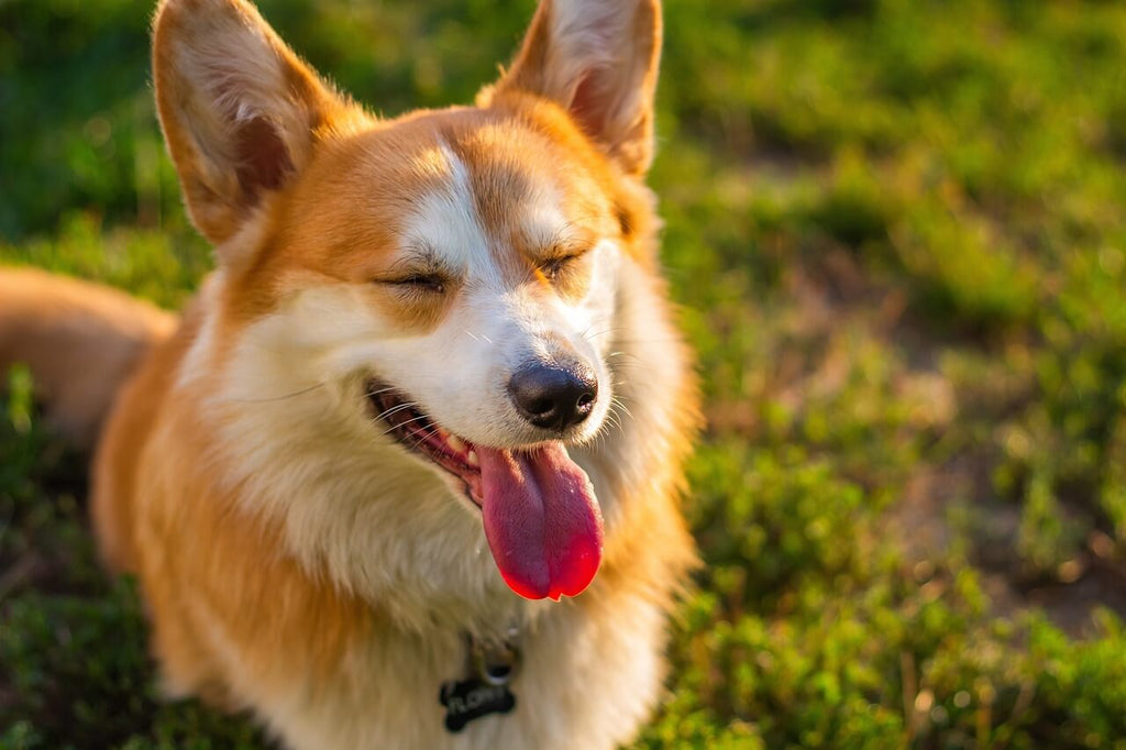 Professional Dog Ear Cleaning: Preventing Infections in Your Dog