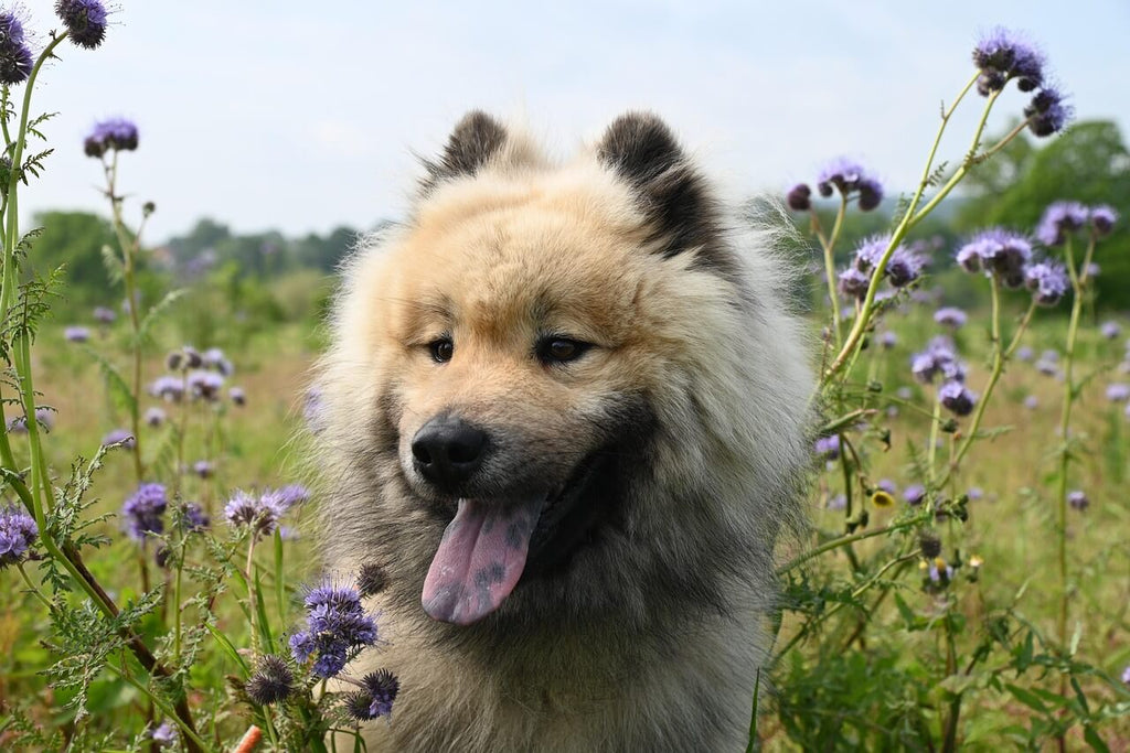 Handling Shedding Season: How Professional Grooming Helps