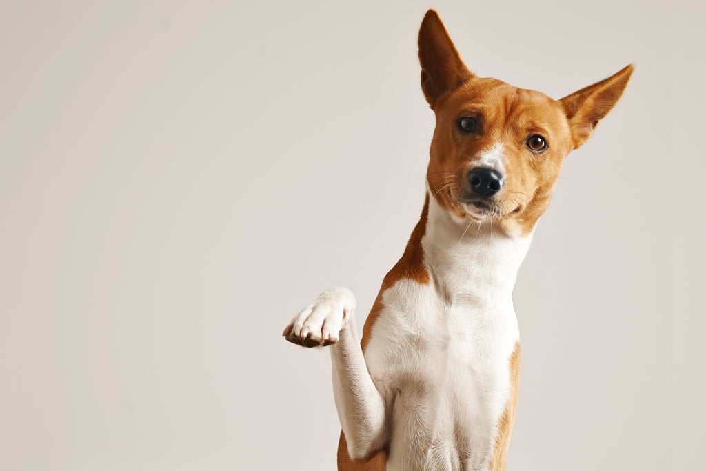 How to Maintain Your Dog’s Grooming Between Appointments