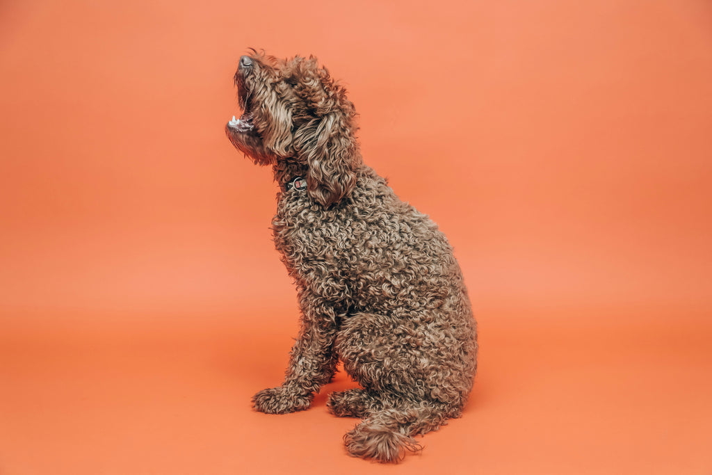 Grooming Tips for Poodles: Managing Curls and Preventing Matting