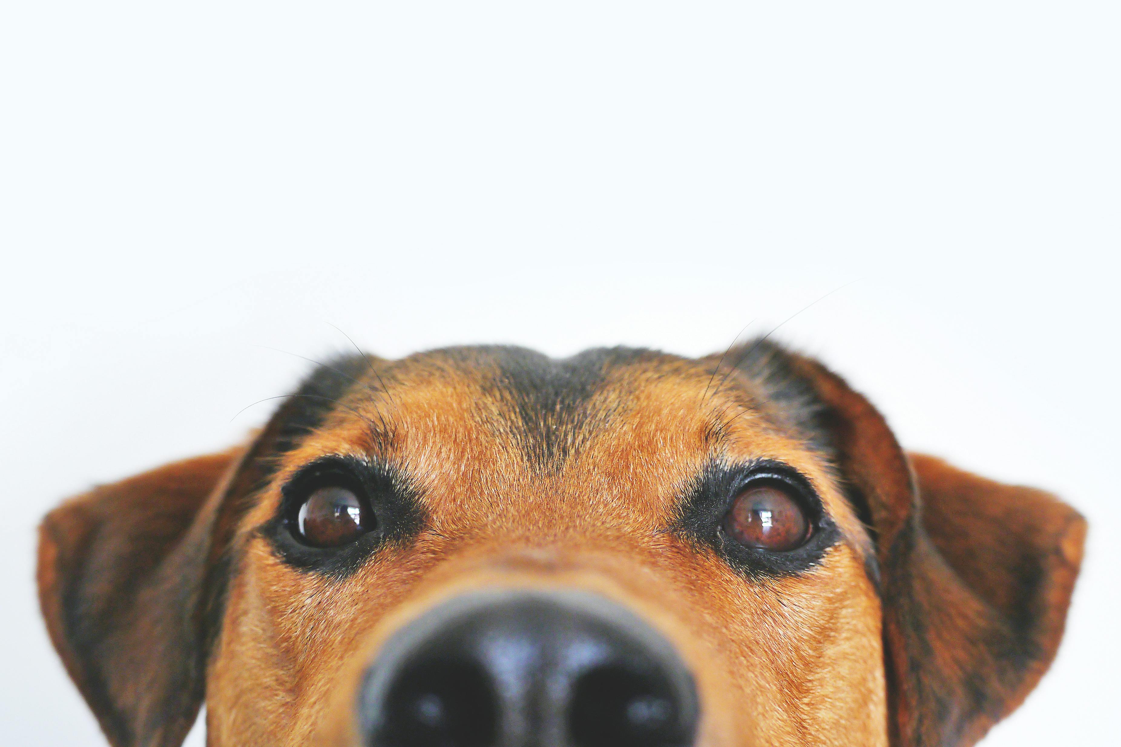 local dog allergies
