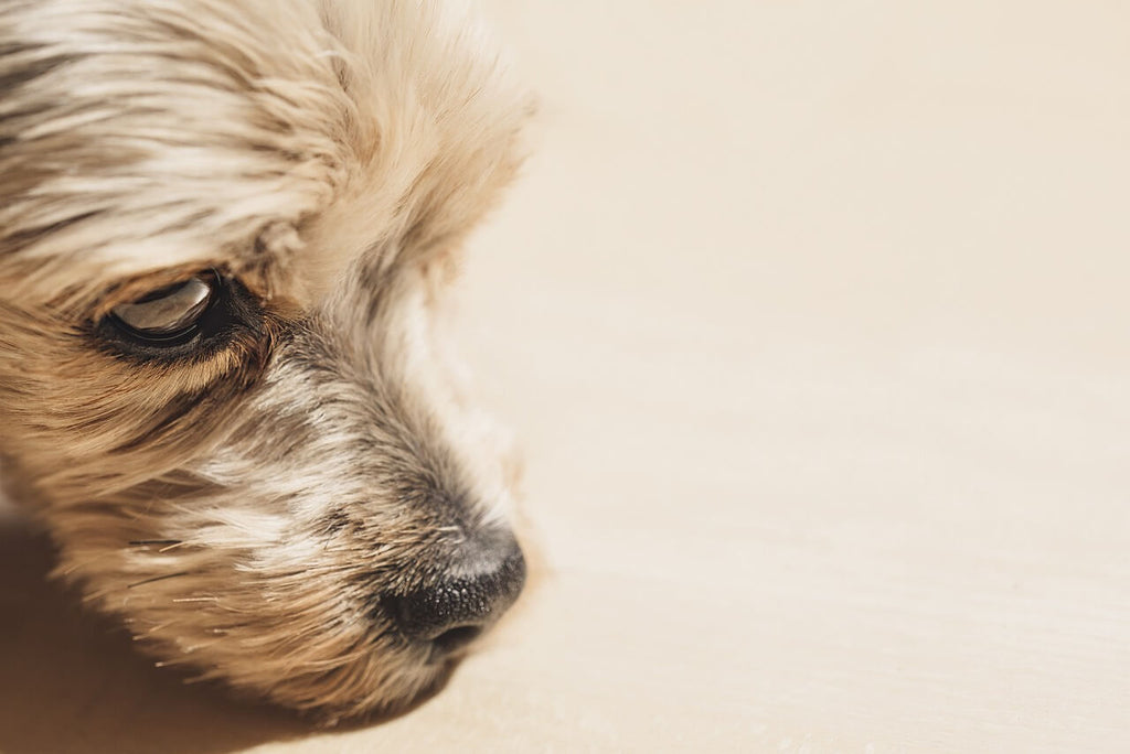 Grooming Tips for Dogs with Anxiety