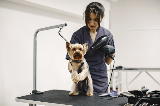 5 Benefits of Professional Dog Grooming