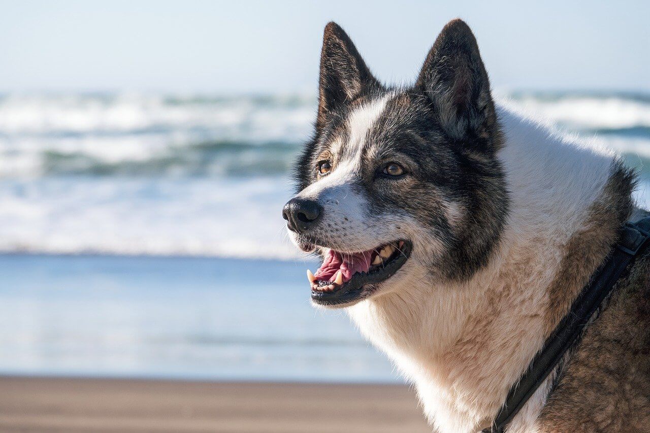 Dog, Beach