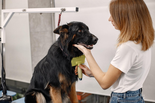 How to Prepare Your Dog for Their First Grooming Appointment