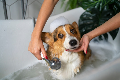 Grooming Benefits for Dog