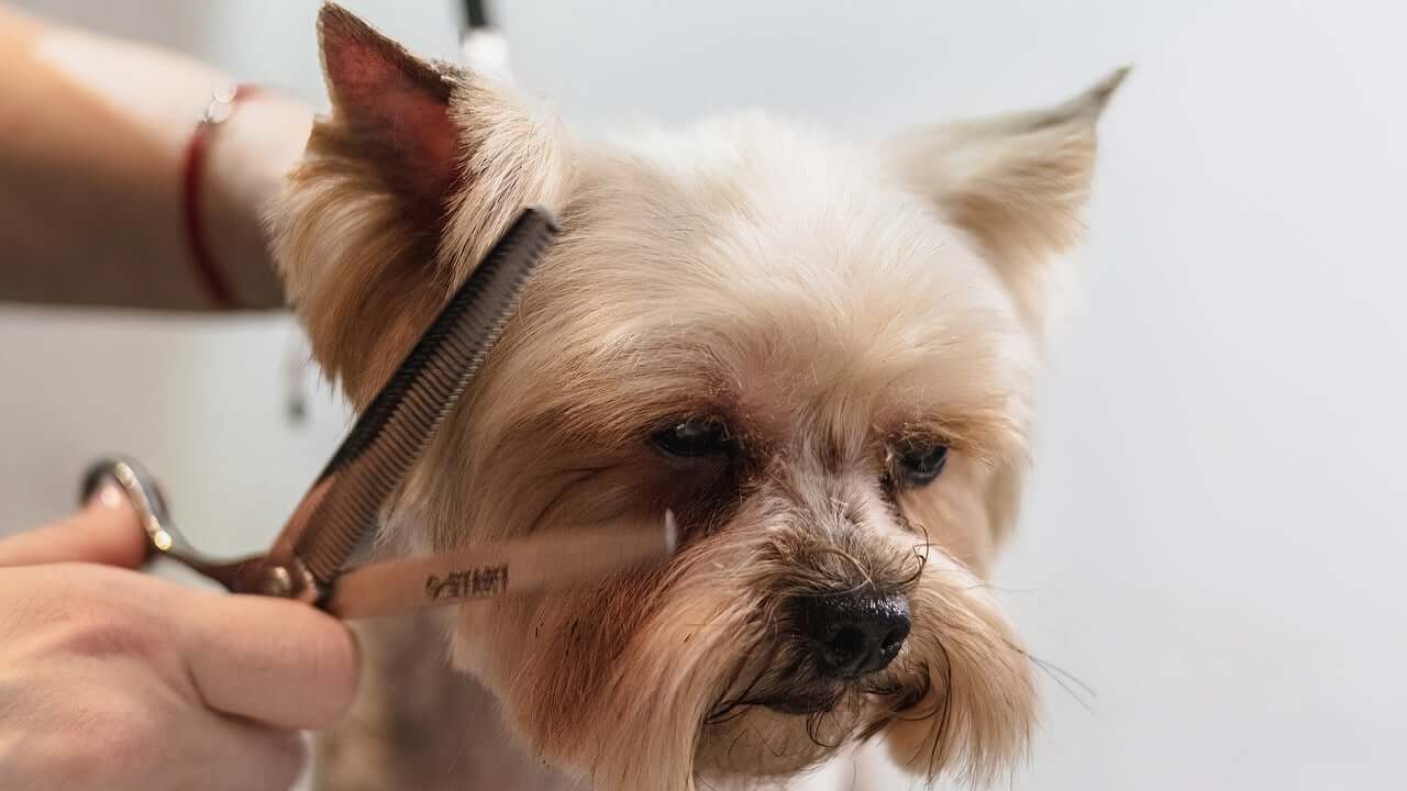  Best Grooming Services for Dog