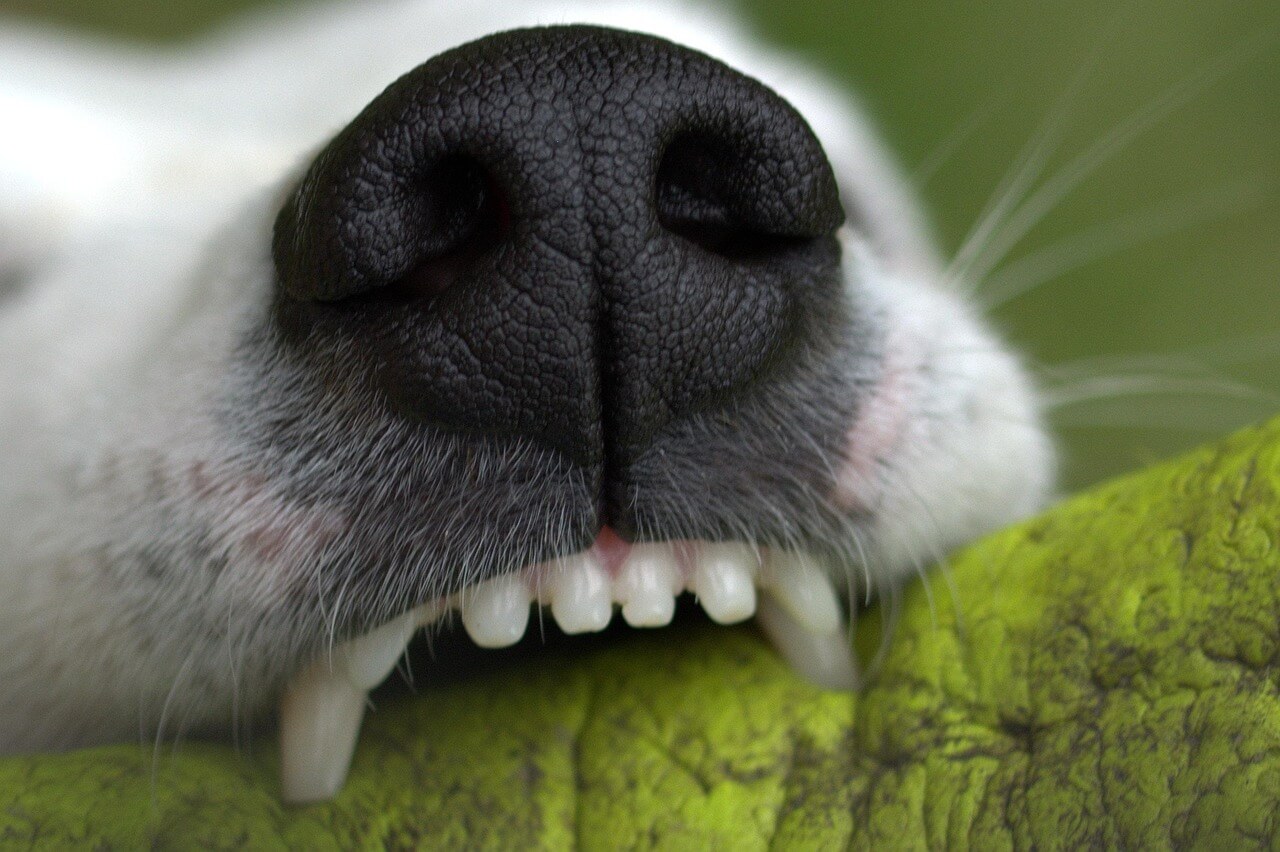 Dog Teeth Cleaning