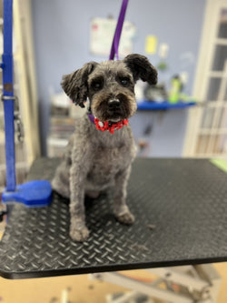 Puppy Grooming