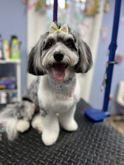 Nail Trimming