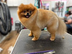 Full Grooming