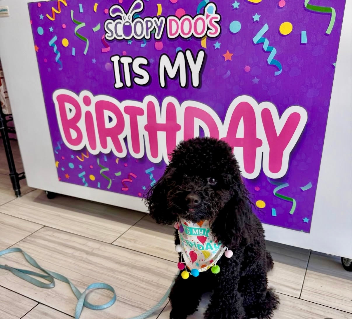 dog grooming delray beach