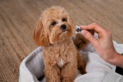 Puppy Grooming